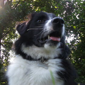 Hondenfoto van silke & woody 