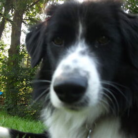 Hondenfoto van silke & woody 