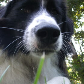 Hondenfoto van silke & woody 