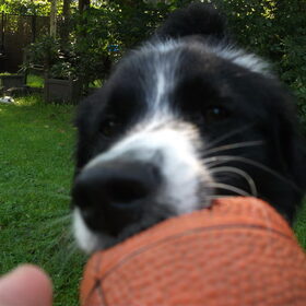 Hondenfoto van silke & woody 