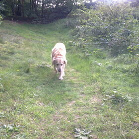 wandelen