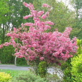 mijn tuin 28-29april2009