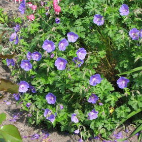 mijn tuin mei