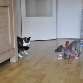 Hee dat is een leuk speel maatje,Maar of de poes dat een goed…