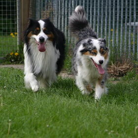 De vader en moeder van Inca (vader [Danny] is black tri, moeder…