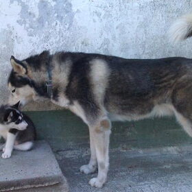 Euriah met pup