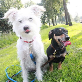Hondenfoto van team Shadow