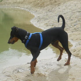 Hondenfoto van Marleen , Blacky & Justy