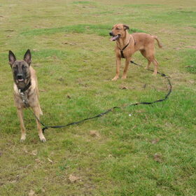 Hondenfoto van Hope & Rambo
