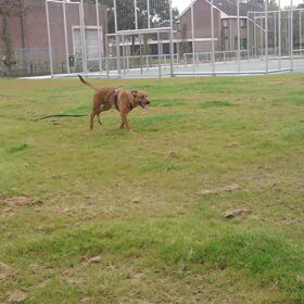 Hondenfoto van Hope & Rambo