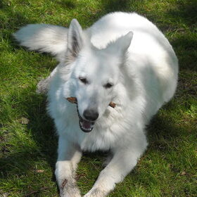 Hondenfoto van Indy