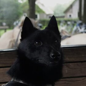 Joep in de paardentram