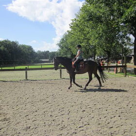 Hondenfoto van liesbeth,Turbo,Luna, Levi en Faith