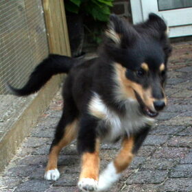 Hondenfoto van *~-Sammy-Ft -Jady- Ft -Bailey-~*