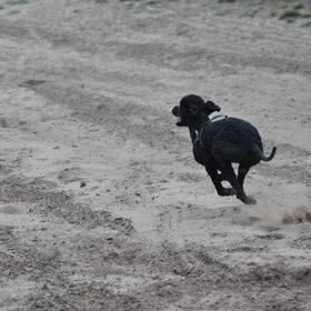 Hondenfoto van Mirjam en Curly Koda 