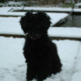 eerste kennis making met sneeuw 2008