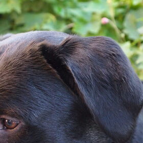Hondenfoto van Hannah en Pépé
