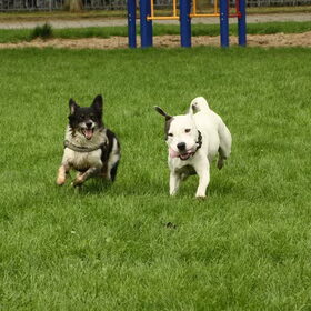 Andor & Lady