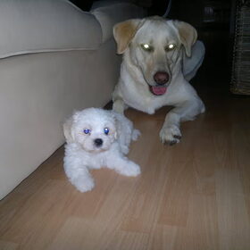 Hondenfoto van Marjolein en Noa en kleine Levi