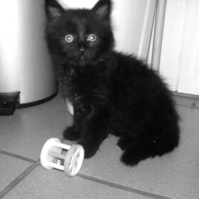 Hondenfoto van sofie, Lucky en Zita <3