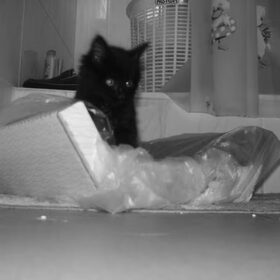 Kattenbak testje :-)