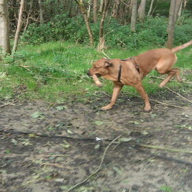 Hondenfoto van Hope & Rambo