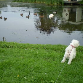 10-09-2011 Hoe noemen ze die beestjes vrouwtje, ik ken ze niet