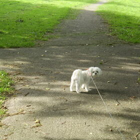10-09-2011 Vrouwtje, gaan we links af, rechts af, of rechtdoor