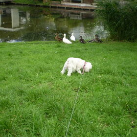 10-09-2011 Chicka vind de eendjes niet eng en raar meer