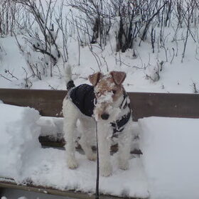 Morris zijn eerste ervaring met sneeuw. En tja dan ligt er…