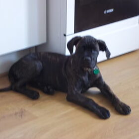 16 weken oud onze Luna