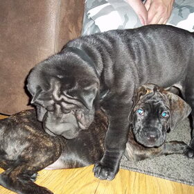 Ben de sharpei en Luna