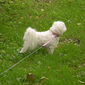 11-09-2011 CHICKA OP DE UITKIJK