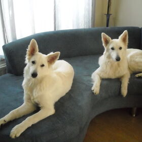 dunya en misty