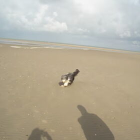 Promise voor de eerste keer op het strand 2007. Wat een ruimte!