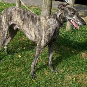 Mijn lieve Tress, geadopteerde Galgo uit Spanje. Hij is nu twee…