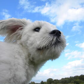 Hondenfoto van Melissa, Dempsey, Taiko, Minos & *Nina*