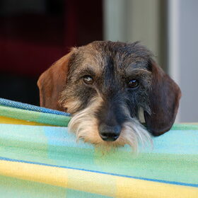 Hondenfoto van Greetje & Odie