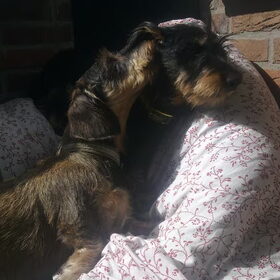Hondenfoto van Pepijn & Otis
