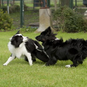 Terugkomdag Mini en Toy Aussie's