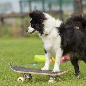 Terukomdag Mini en Toy Aussie's