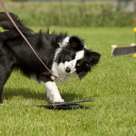 Terukomdag Mini en Toy Aussie's