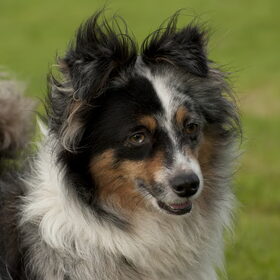 Terukomdag Mini en Toy Aussie's