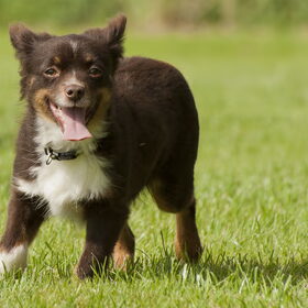 Terukomdag Mini en Toy Aussie's