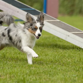 Terukomdag Mini en Toy Aussie's