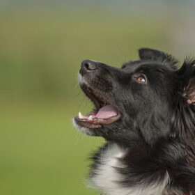 Terukomdag Mini en Toy Aussie's