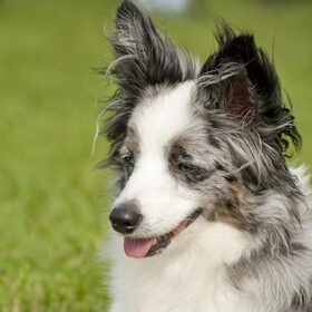 Terukomdag Mini en Toy Aussie's