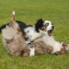 Terukomdag Mini en Toy Aussie's