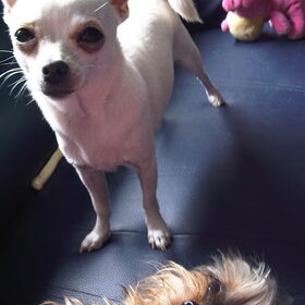 Luna en (Davey het hondje van me vader)