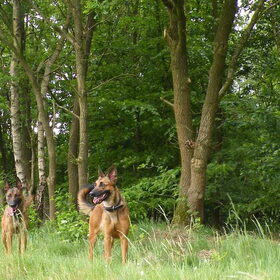 Hondenfoto van De Mecheltjes clan